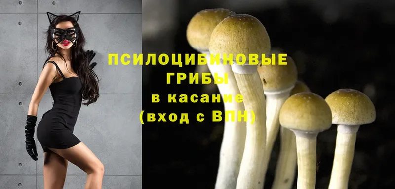 Галлюциногенные грибы Psilocybine cubensis  закладки  Жуков 